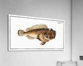 Scorpaena horrida Acrylic Print