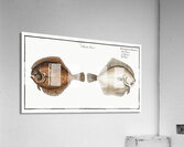 Pearl Pleuronectes Rhombus Acrylic Print