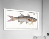 Kalamin Polynemus plebeius Acrylic Print