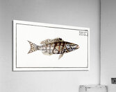 Checkred Holocentre Holocentrus tigrinus Acrylic Print