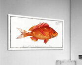 Goggle-eye Sparus macrophthalmus Acrylic Print
