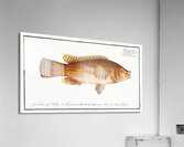 Maculated Wrasse Labrus maculatus Acrylic Print