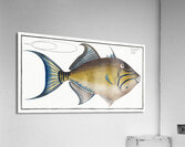 Old-Wife Balistes Vetula Acrylic Print