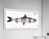 Pilchard Clupea Pilchardus Acrylic Print