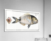 Base Sparus Sargus Acrylic Print