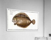 Turbot Pleuronectes maximus Acrylic Print