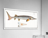 Sturgeon Acipencer Sturio Acrylic Print