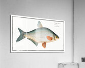 Blicca Cyprinus Blicca Acrylic Print