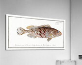 Merra Epinephelus Merra Acrylic Print