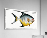 Chaetodon rhomboides Acrylic Print