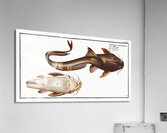 Aspread Platystacus cotylephorus Acrylic Print