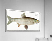 Aspius Cyprinus Aspius Acrylic Print