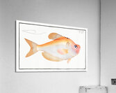 Kyrtus indicus Acrylic Print