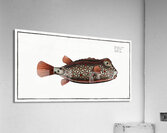 Nose-Trunk Ostracion Nasus Acrylic Print