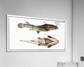 Four-eye Anableps tetrophthalmus Acrylic Print