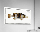 Double-streaked Holocentre Holocentrus fasciatus Acrylic Print