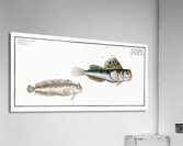 1. Butterfly-fish Blennius ocellaris 2. Blennius Gattorugine Acrylic Print