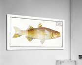 Plumiers Mullet Mugil Plumeri Acrylic Print