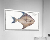 Silver-Pampel Stromateus argenteus Acrylic Print