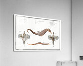1. 2. Sea Dragon Pegasus Draconis 3. Sea-Horse Syngnathus Hippocampus 4. Sea-Pipe Syngnathus Pelagicus Acrylic Print
