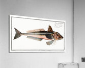 Grey Gurnard Trigla Gurnardus Acrylic Print
