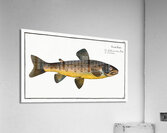 Brown Trout Salmo Fario Acrylic Print