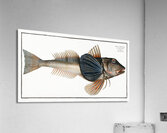 Tub-Fish Trigla Hirundo Acrylic Print