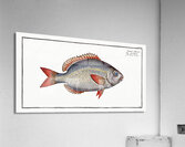 Sparus Brama Acrylic Print