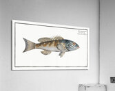 Green coloured Holocentre Holocentrus verescens Acrylic Print