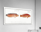 1. Double-Striped Wrasse Labrus bivittatus 2. Great-Scaled Wrasse Labrus macrolepidotus Acrylic Print