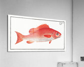 Bodianus Aya Acrylic Print