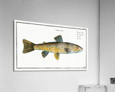 Trout Salmo Fario Acrylic Print