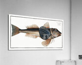 Tub-Fish Trigla Hirundo Acrylic Print