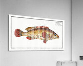 Punctulated Holocentre Holocentrus punctatus Acrylic Print