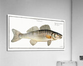 Picke-Perch Perca Lucioperca Acrylic Print