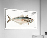 Scad Scomber Trachurus Acrylic Print