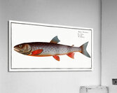 Salveling Salmo Salvelinus Acrylic Print