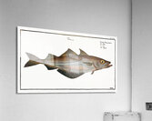 Pollack Gadus Pollachius Acrylic Print
