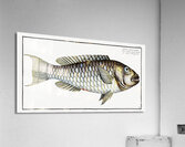Sparus Abildgaardi Acrylic Print