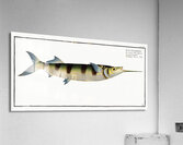 Under-Sword-Fish Esox brasiliensis Acrylic Print