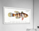 Great-scaled Umber Sciaena macrollpidota Acrylic Print