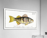 Plumiers Umber Sciaena Plümieri Acrylic Print