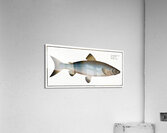 Plumiers Umber Sciaena Plümieri Acrylic Print