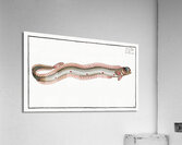 Band-Fish Cepola Tænia Acrylic Print