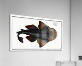 Angel FIsh Squalus Squatina Acrylic Print