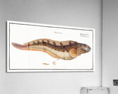 Viviparous Blenny Blennius Viviparus Acrylic Print