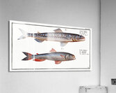 1. Sea-Lizard Salmo Saurus 2. Sea-Sparrow-Hawk Salmo foetens Acrylic Print