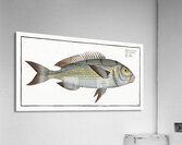Goldlin Sparus Salpa Acrylic Print