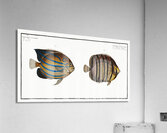 1. Chaetodon octofasciatus 2. Chaetodon annularis Acrylic Print