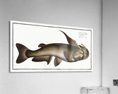 Horned Silure Silurus militaris Acrylic Print